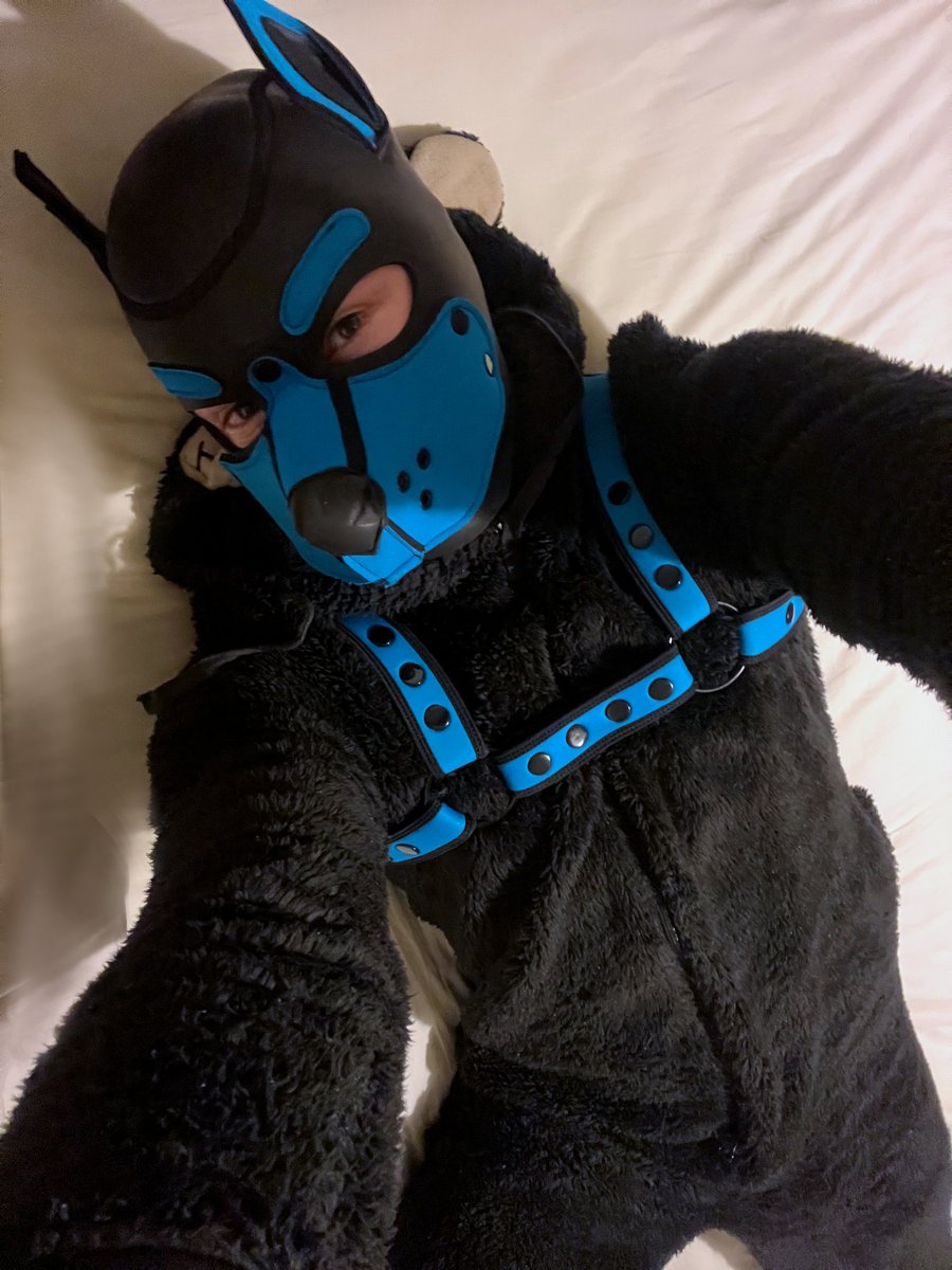 PupDigi's tweet photo. Cozy combo 🐾 Even more so with locked padded mitts https://t.co/CkGTL85o7o