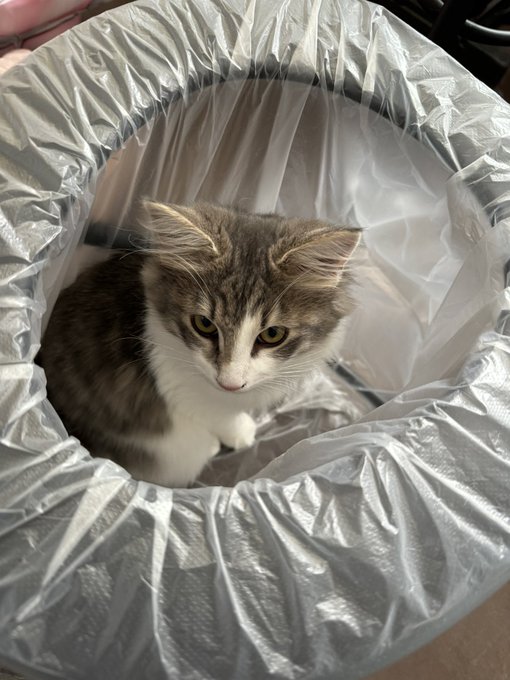 震災が不安すぎて、家に携帯用トイレ(介護兼用)があるんですが…それを気に入った猫 