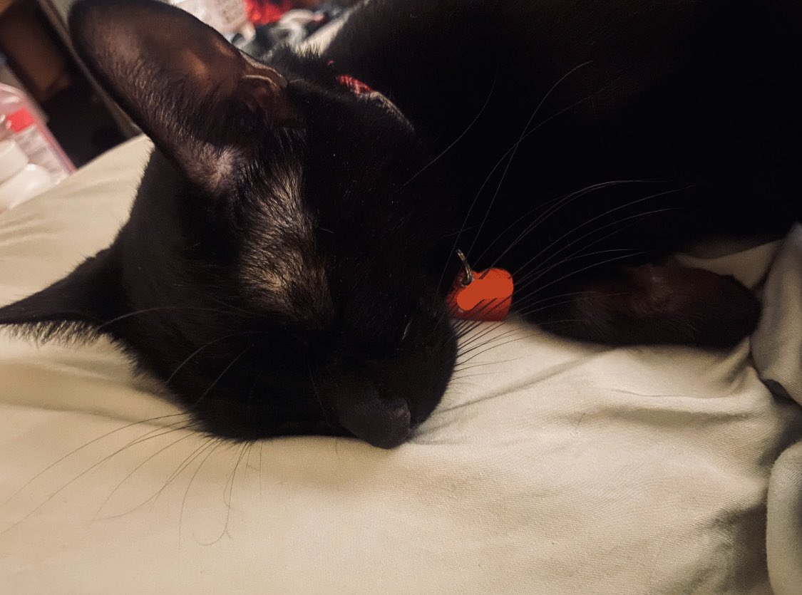 cat whomst simultaneously commits 10,000 crimes a day yet knows exactly when to lay down next to mommy and purr and be soft… he contains multitudes