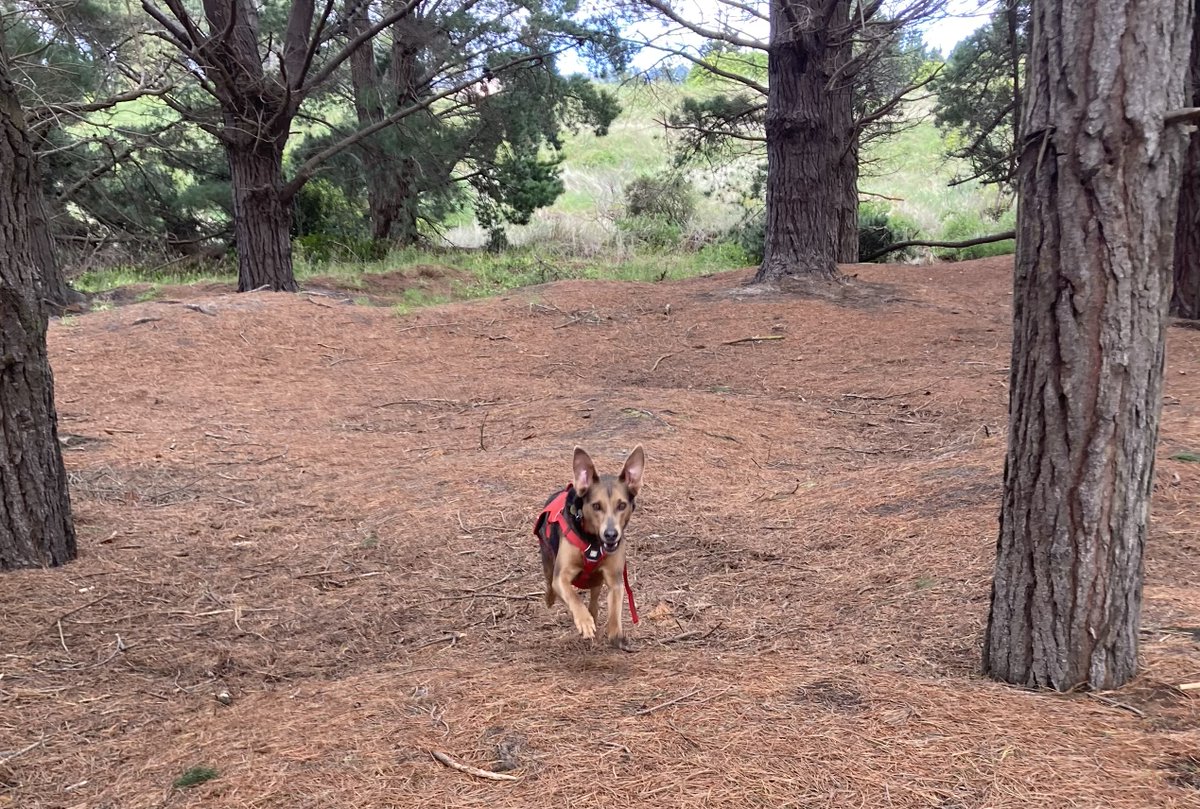 100 Dunedin dog walk views 27: Sunday adventure in the woods near Warrington Beach.