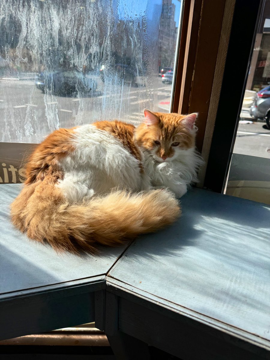 Bodega Cats (@bodegacats_) on Twitter photo 