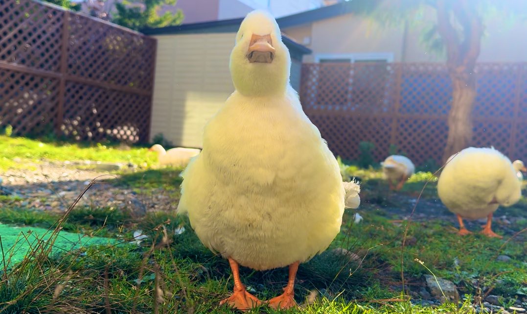 supaider717485's tweet image. うん
おはよ
まえから　だと　ぼく　って　わからないね