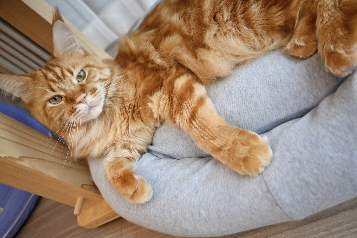 今日のサイン会はよろしくお願いします✨
リアルきなこはお留守番です🐈🏠 https://t.co/AxFtCr9YGN
