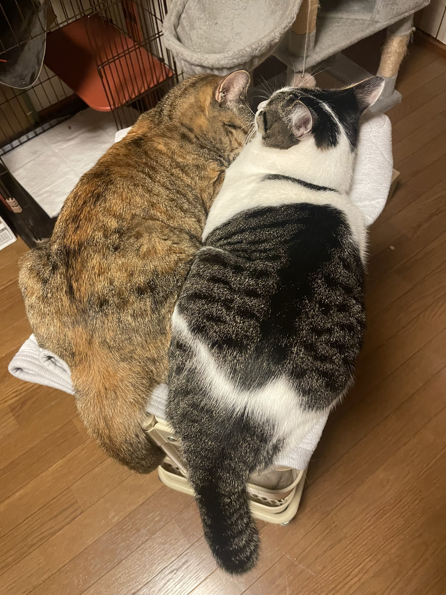 あや(Aya_co)🎧🍑&しーすー🍣 (@aya_co_withcats) / X あや(Aya_co)🎧🍑&しーすー🍣 (@aya_co_withcats) / X