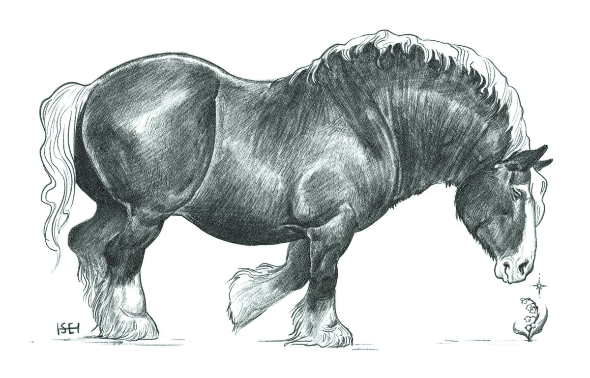 Hawdy_art's tweet image. 🐴🌿