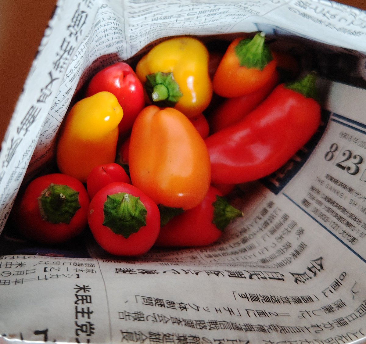 oJGiiQZ0IBiBnDJ's tweet image. 農家が営むカフェと産直の店「COGO」さんでお買い物
ミニパプリカと早生みかん
夏のなごりと冬のはしり🤤
#COGO
#ミニパプリカ
#早生みかん
#因島
#COCORONOMICHI