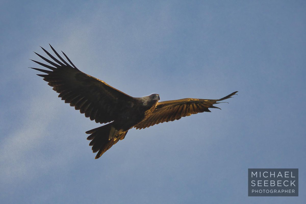 MSPhotographyG's tweet photo. Tasmanian Wedge-tailed Eagle. Taken Central Highlands, Tasmania. Now in rapid decline due to the wind energy industry, and high voltage lines, shooting, poisoning, loss of habitat. #conservationphotographers #conservation #wildlifephotography #biodiversity #eagles #raptors https://t.co/oYWSTm0kNW
