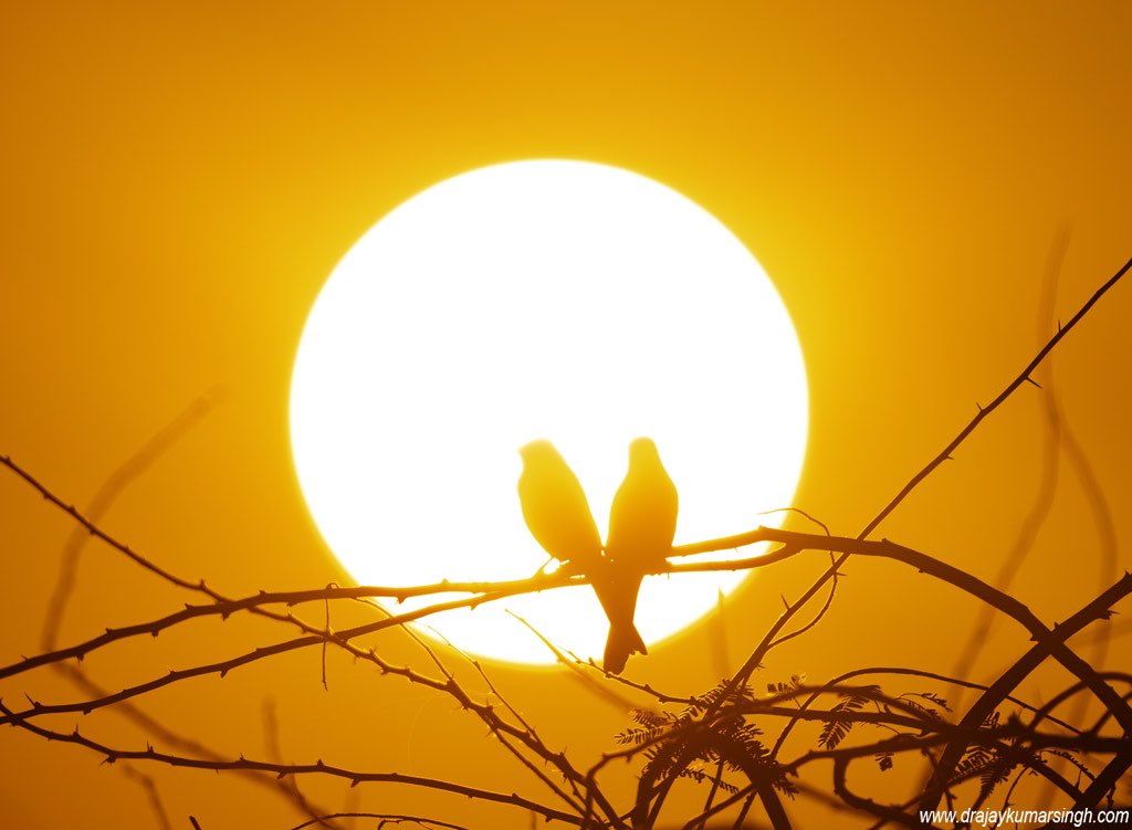 Draksphotos's tweet photo. Grey hypocolius, Bahrain. #GreyHypocolius #Hypocolius #Wildlife #Bahrain #sunrise #dramaticHue https://t.co/AlWbVoj6zx