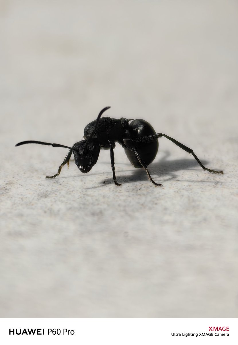 I3d3m's tweet image. #P60Pro 👑
I hope you are well and peace
Greetings to all 🌹💌👍