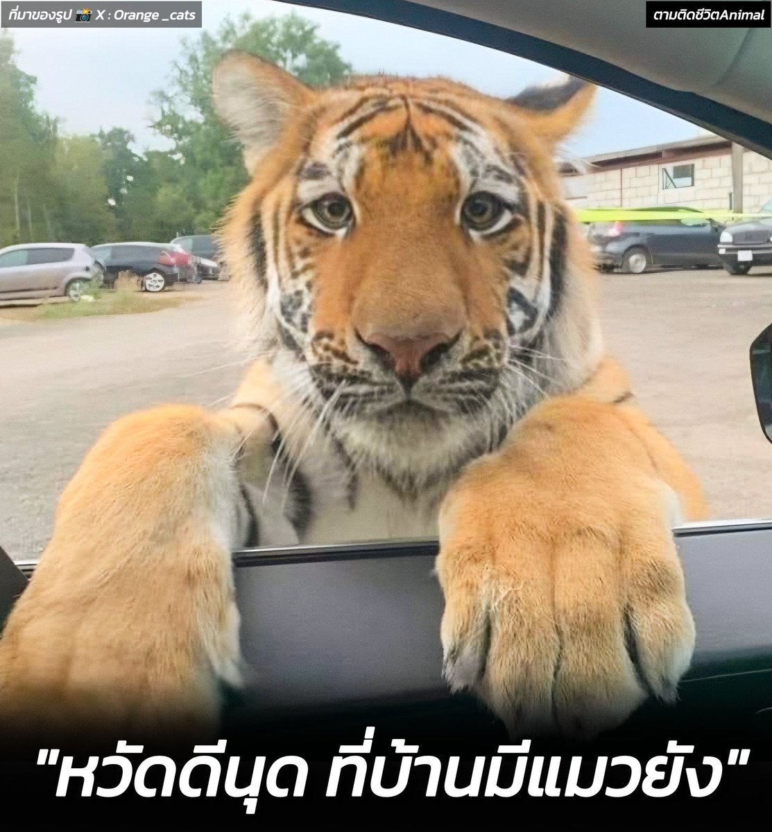 AnimalFW_TH's tweet photo. พอดีเจ้าของคนเก่าเค้าหายไปไหนไม่รู้ เธอพอจะใจดีรับเลี้ยงเราไว้สักตัวไหม ไม่ดื้อ ไม่ซน สัญญา 🤭 https://t.co/lPAwN5vvtX