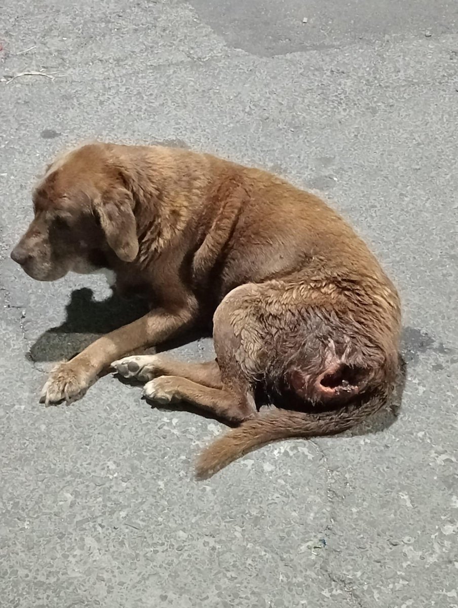 Amigos sabemos que es tarde y quizás muy poquita gente nos lea 🥺,pero necesitamos que alguien nos ayude a trasladar mañana lo más temprano posible a un perrito que está en Nezahualcóyotl.🙏🏼
¿Alguien que nos pueda ayudar?