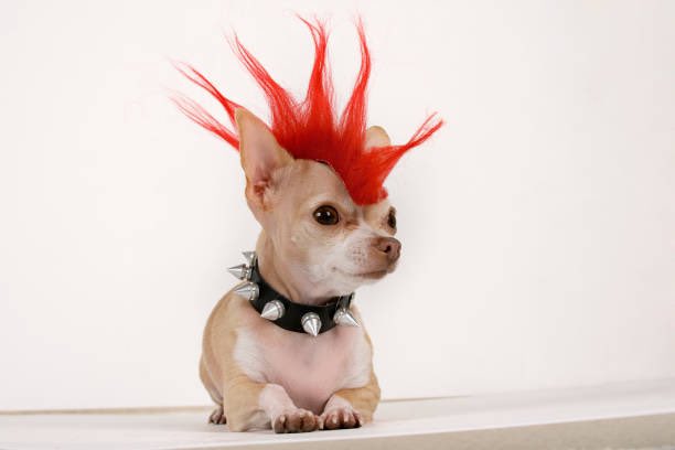 rilikespho's tweet photo. let dogs vote, wear wigs, smoke cigarettes and get abortions https://t.co/zisEjLPHeI