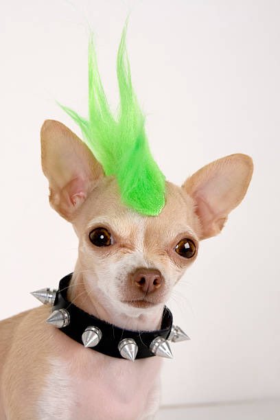 rilikespho's tweet photo. let dogs vote, wear wigs, smoke cigarettes and get abortions https://t.co/zisEjLPHeI