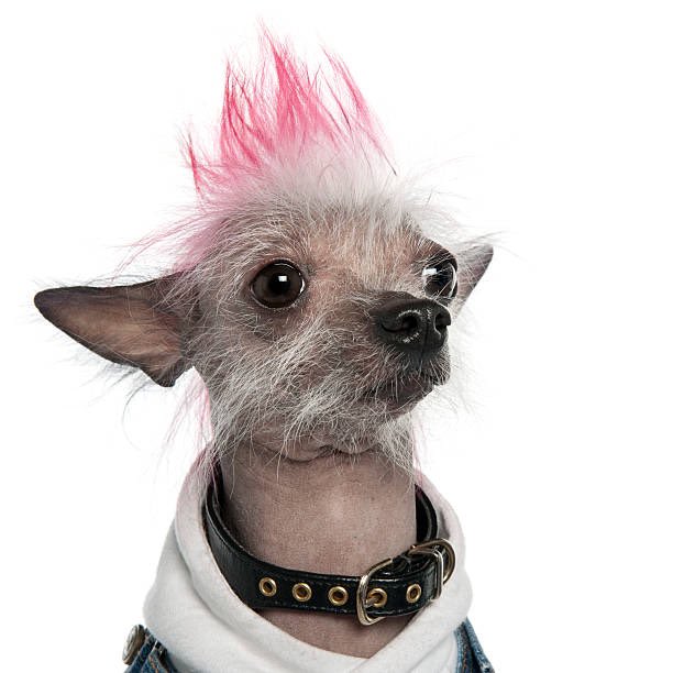 rilikespho's tweet photo. let dogs vote, wear wigs, smoke cigarettes and get abortions https://t.co/zisEjLPHeI