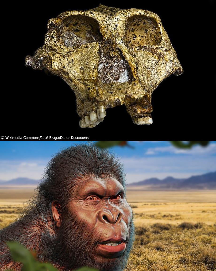 BakisTarih98565's tweet photo. Güney Afrika’da bulunan 2 milyon yıllık hominid dişlerinden elde edilen genetik veriler, şimdiye kadarki en eski insan genetik bilgilerini ortaya çıkardı. Bu buluş, soyu tükenmiş bu türün insanlık ağacındaki yerini anlamamızı sağlıyor. #Archaeology  #Arkeloji #tarih  #History https://t.co/qd8htq5837