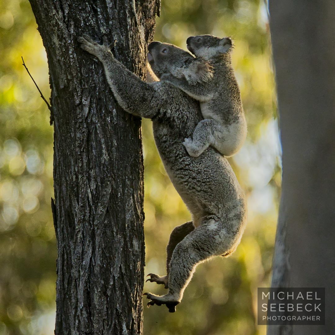 MSPhotographyG's tweet photo. A mother koala clambers up a eucalyptus tree with a backriding koala joey. Lotus Creek wind farm site - nearby (I wasn't trespassing). Lotus Creek wind farm, owned by the Queensland Government, is environmentally catastrophic and will cause the destruction of 400ha of habitat. https://t.co/QecrCABH2S