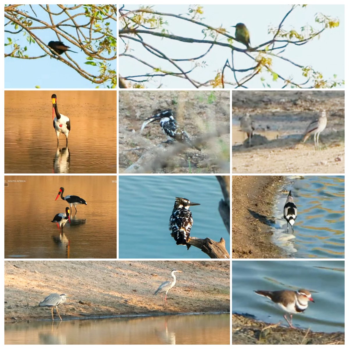 JoyR_1980's tweet image. Sunrise  Safari 3 November 2024. Beautiful morning. #Tlalamba #Tshipondo #WildEarth
