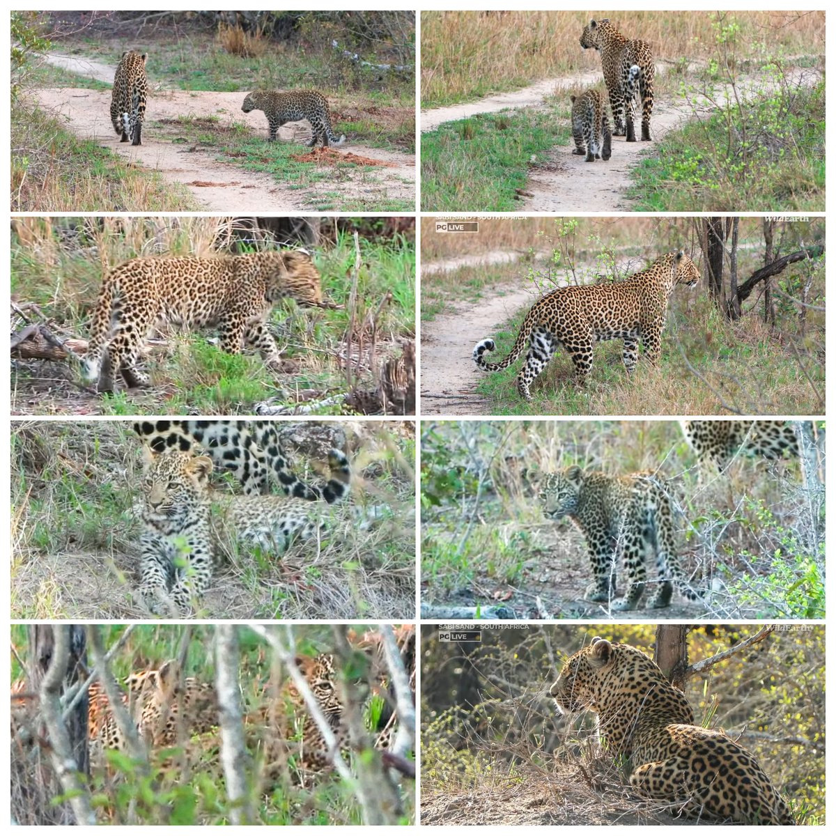 JoyR_1980's tweet image. Sunrise  Safari 3 November 2024. Beautiful morning. #Tlalamba #Tshipondo #WildEarth