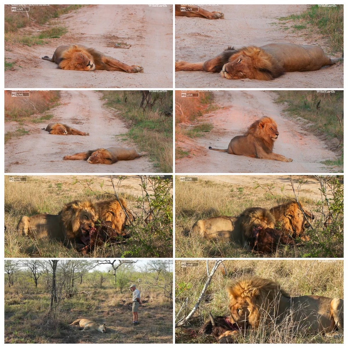 JoyR_1980's tweet image. Sunrise  Safari 3 November 2024. Beautiful morning. #Tlalamba #Tshipondo #WildEarth
