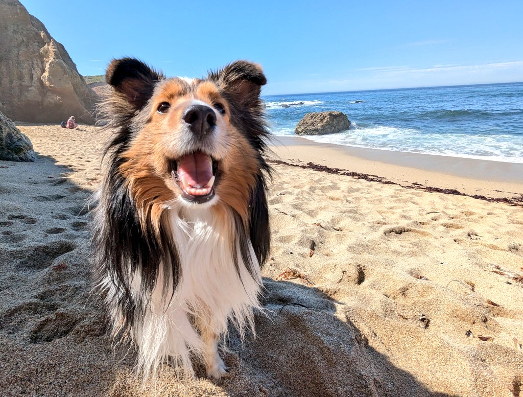 alexchowsf's tweet photo. Juniper enjoying a rare day at the beach a few weeks ago. #shelties https://t.co/tRItIxP75p