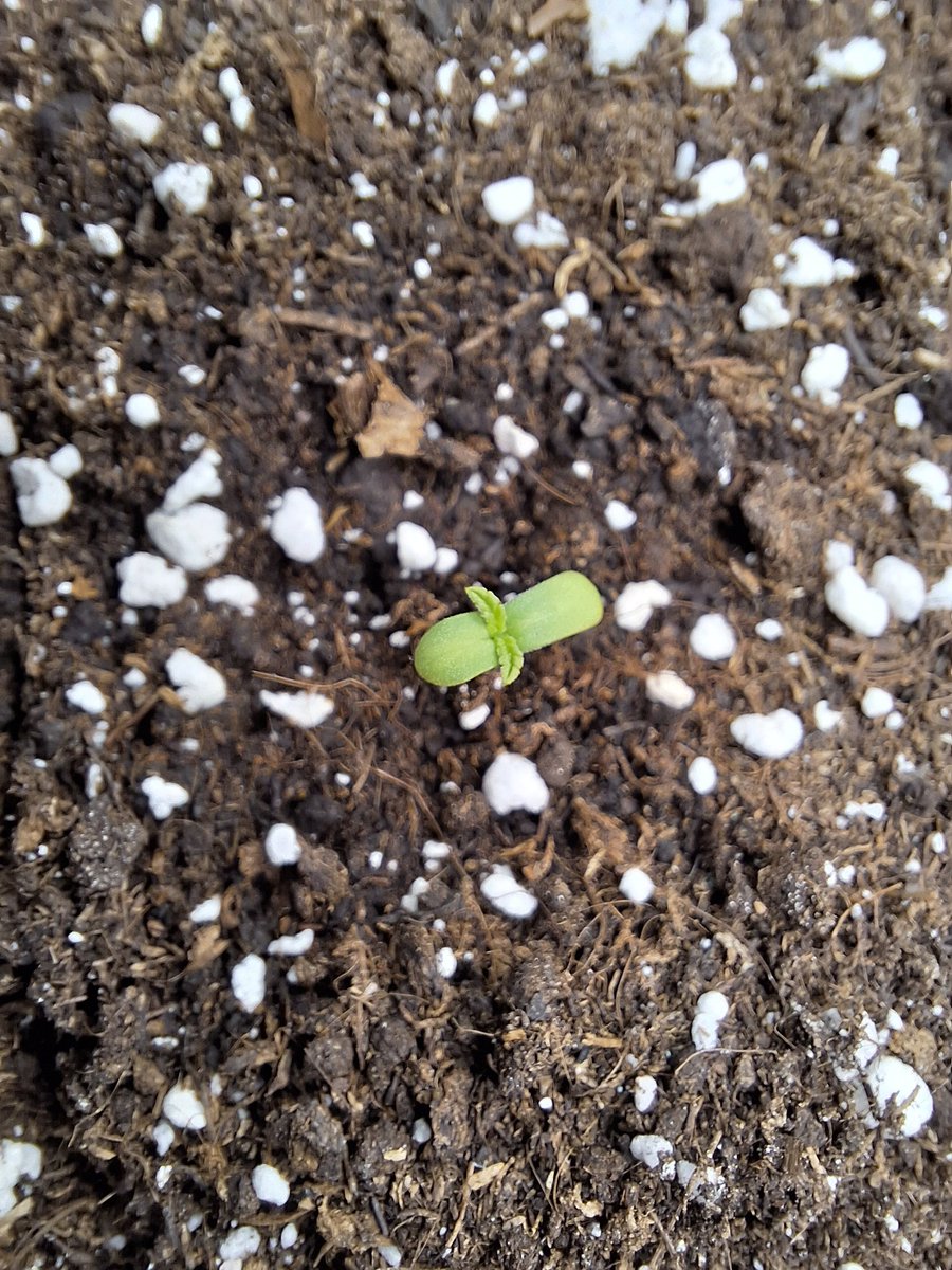 Grow.Guide420 tweet media