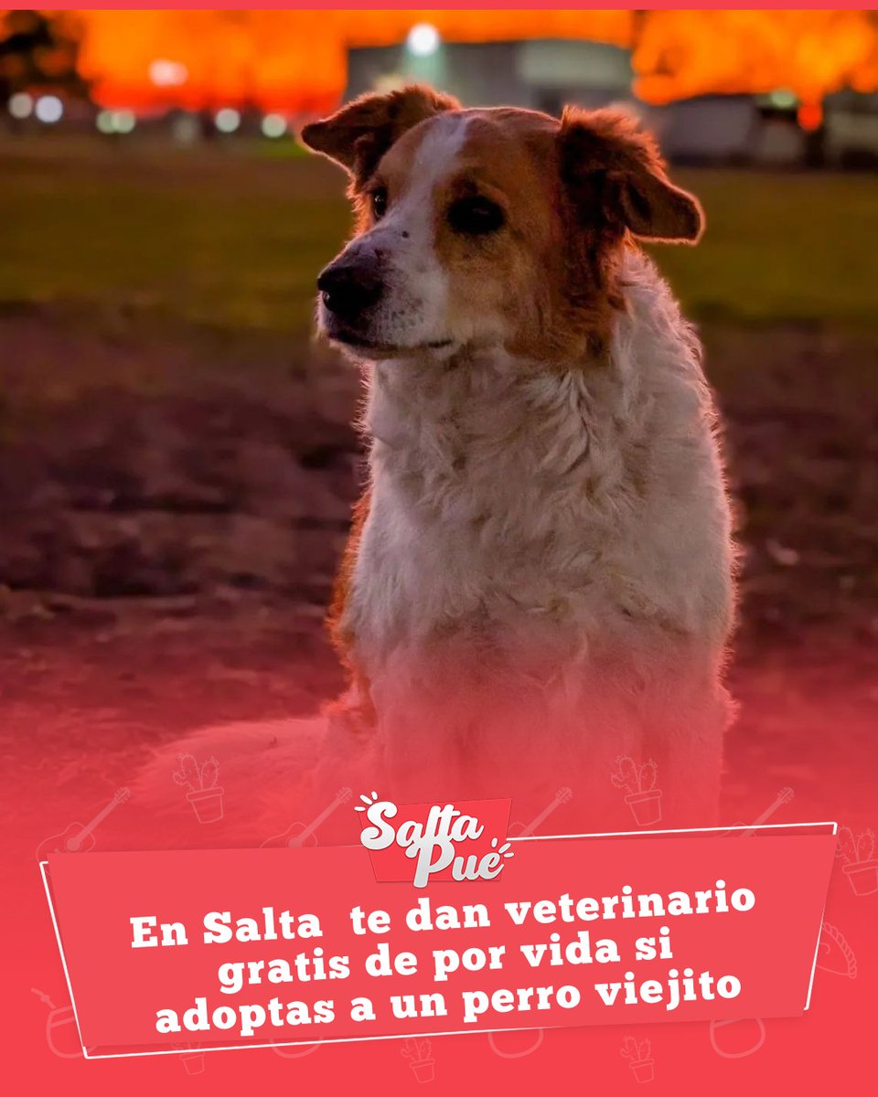 DARÁN VETERINARIO GRATIS DE POR VIDA A LOS SALTEÑOS QUE ADOPTEN PERRITOS VIEJOS 

El Centro de Adopciones de Salta lanza una emotiva campaña para promover la adopción de perritos adultos mayores de 10 años. Con más de 30 perros en busca de un hogar, el centro ofrece atención