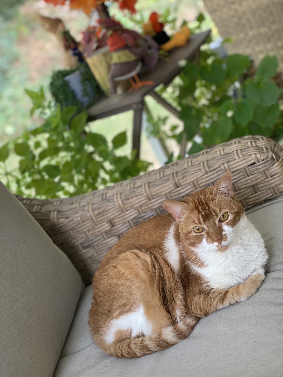 LoraleeKokovich's tweet photo. Happy Caturday from my two hearts💗💙#cats  #Caturday #CatsAreFamily #CatsOfX  #crazycatlady #furbabies #SaturdayMood #Naptime #SaturdayVibes #relax #realcatsofsc #porchtime #Munki  #Markieta #felines 🐈🐈🐾🐾😻😻 https://t.co/hedH5ncMQn