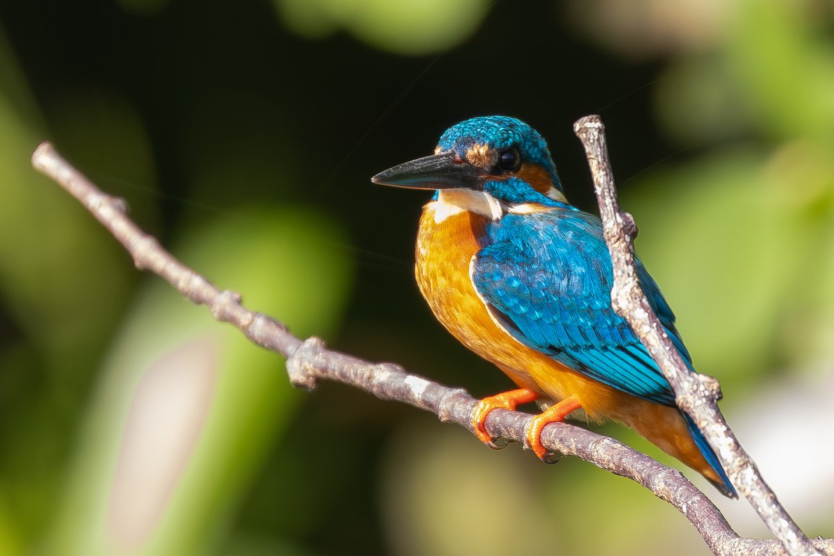 pega85's tweet photo. Common Kingfisher, Galle, Sri Lanka https://t.co/G0hMHBQsoQ