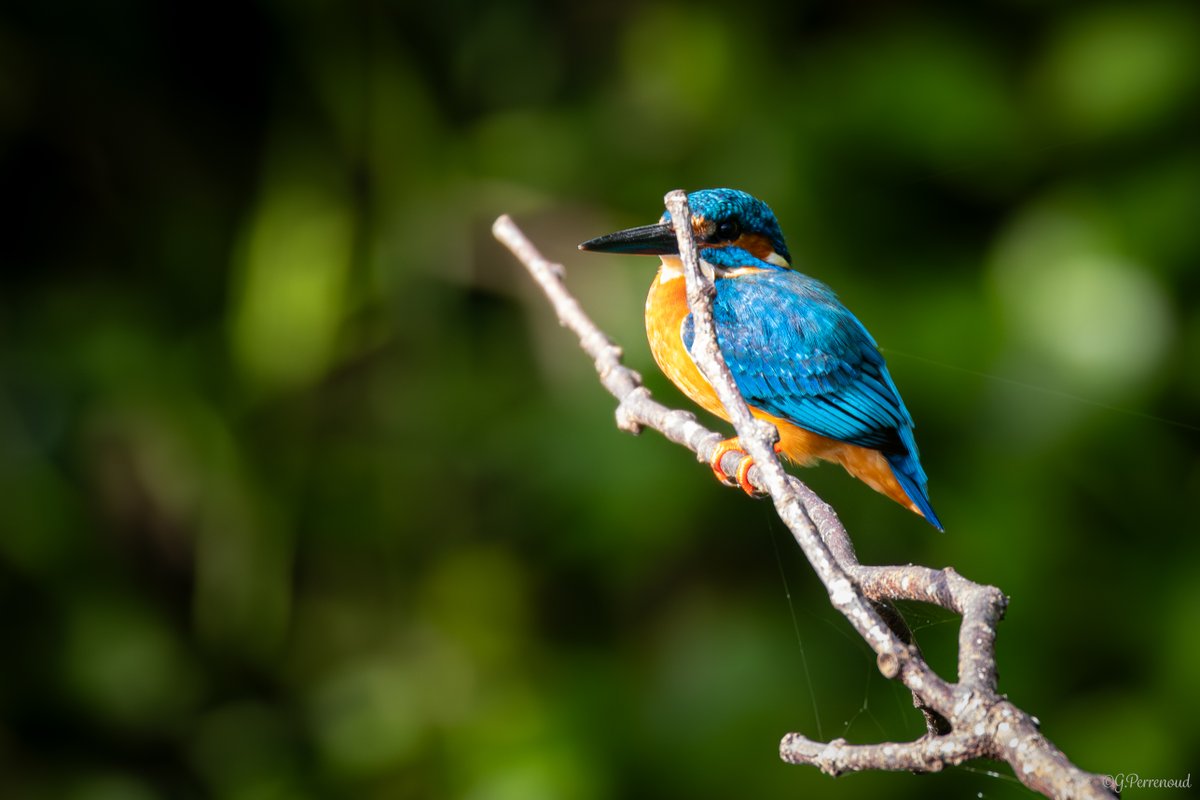pega85's tweet photo. Common Kingfisher, Galle, Sri Lanka https://t.co/G0hMHBQsoQ