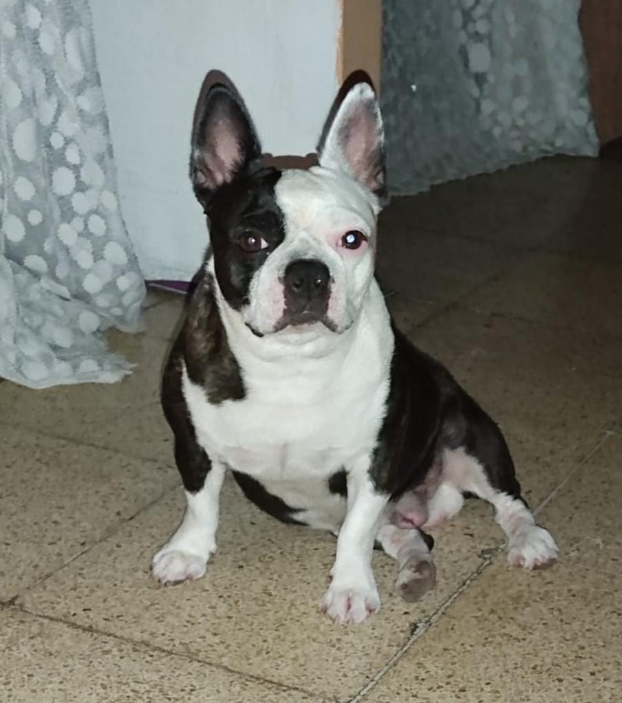 AlertaMePerdi's tweet image. #PERDIDO #GUAYAQUIL
Nombre: #WILLOU
Fecha: 29/10/24
Sector: Norte, Colinas de la Alborada
Sexo: Macho
Raza: Bostón Terrier 
Obsv.: Blanco con negro, esterilizados
Contacto: 0963818595-0986679339
¡Ayúdalo a volver con sus tutores!
#AlertaMePerdí