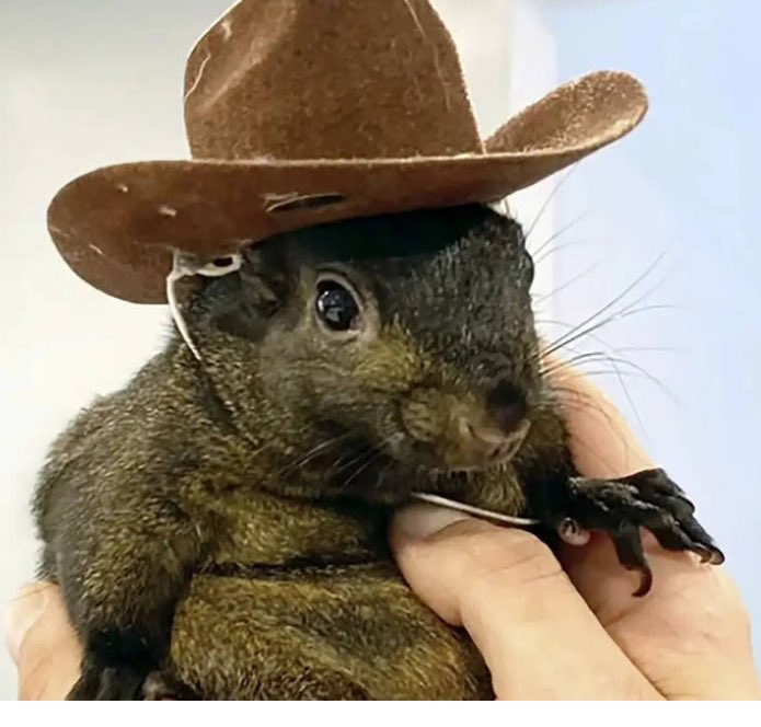 2019: In five years, a squirrel named peanut will save democracy, the country, and the planet.

… 🙄

2020: In four years, a squirrel named Peanut will save democracy…

… 🤔

2024: A squirrel named peanut just —

… 🫡🤠🥜🇺🇸‼️

#TooBigToRig  #LFGpeanut🥜🐿️