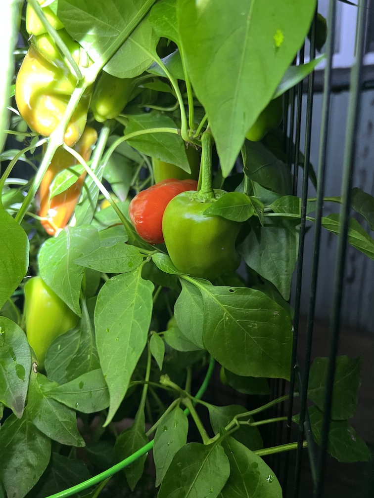 WSGardener's tweet photo. Picking peppers by flashlight... cooler, shorter, wetter days have wrecked my tomatoes, and the cukes are barely holding on. But the Sweetie peppers keep chugging along! https://t.co/KLHNHjKYNg