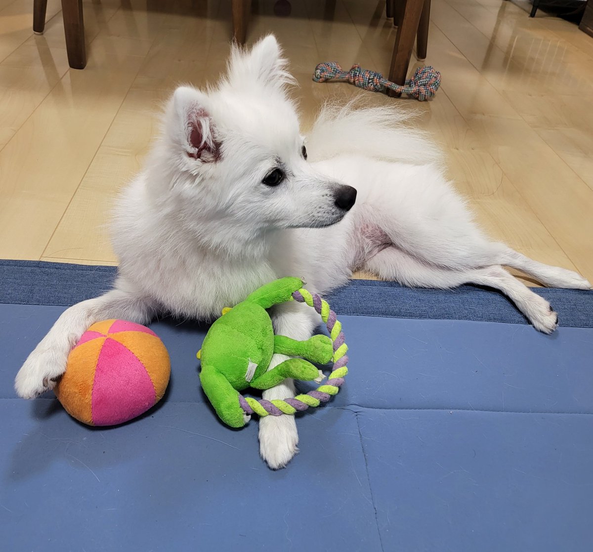 hirussyi's tweet photo. リンがいなくなって1年と78日。

毎回コメントしてくれたりリポストして頂いたり本当にみなさんありがとうございます。

まだまだ諦めずに捜索しますので協力のほどよろしくお願いします。

どんなことでも情報お願いします。

#迷子犬
#日本スピッツ
#拡散希望 
#いわき市
#勿来町
#スピッツ
#愛犬 https://t.co/8FfcgCHqAj