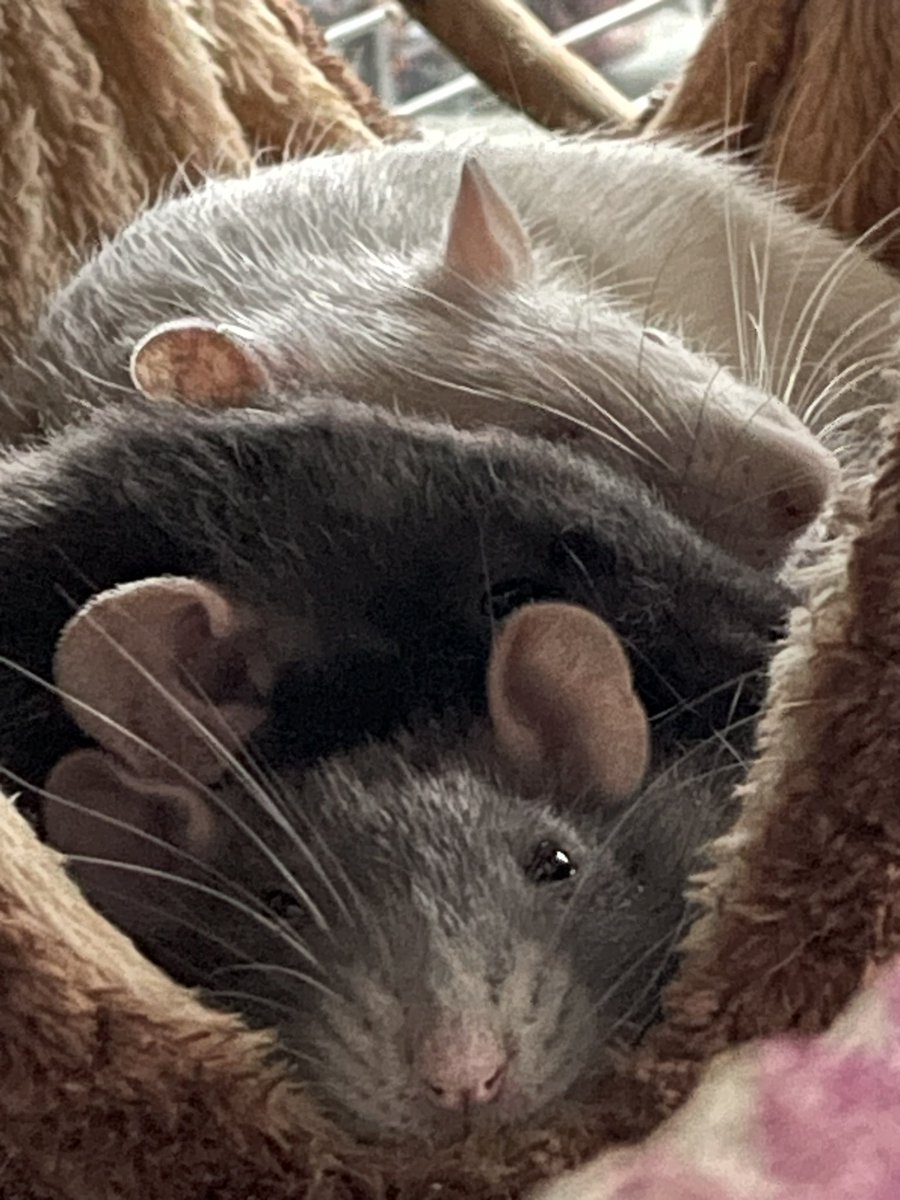 Kaya (@kayabarrows) on Twitter photo 