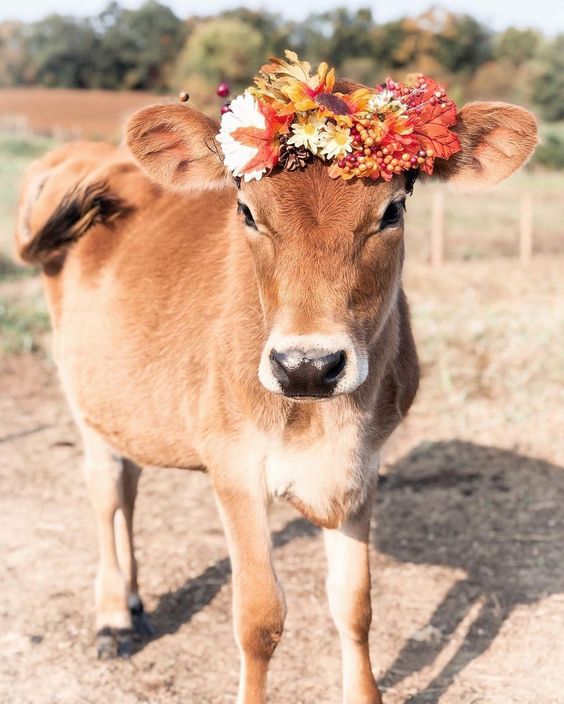 CowVibesOnly's tweet photo. She looks so beautiful with crown flowers https://t.co/THDVph91sz