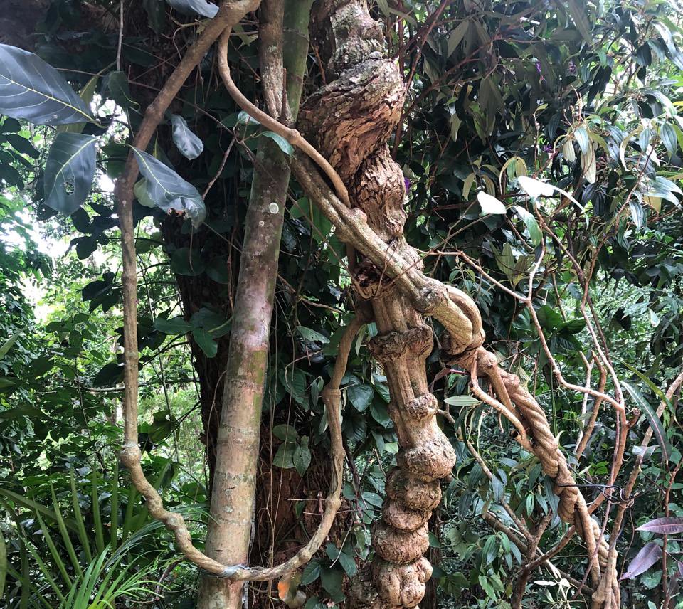 Plantas não são medicinas alternativas. São a medicina original!