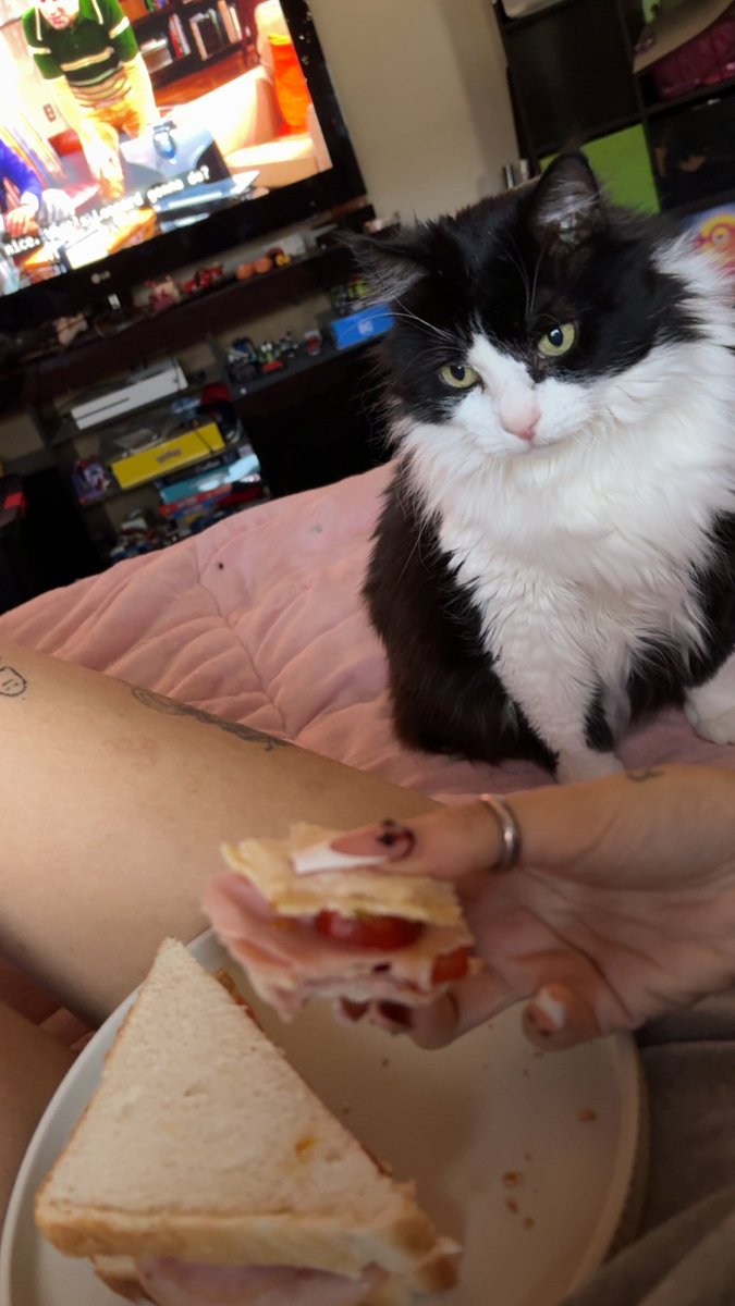 jade_tabone456's tweet photo. she’s waiting so patiently for a bite 🐱🥪 https://t.co/PhOOuzQoaM