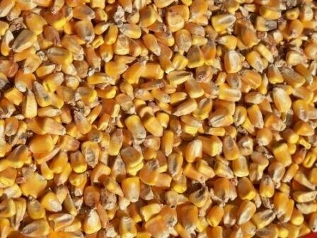 HadlTaylor's tweet photo. 🌽 Corn is one of the most popular grains in animal feed, providing essential energy and nutrients to livestock. From poultry to dairy, corn-based feeds fuel healthy and productive farms! #Corn #AnimalFeed #Agriculture #CAO24 https://t.co/UyVjtg5k1N