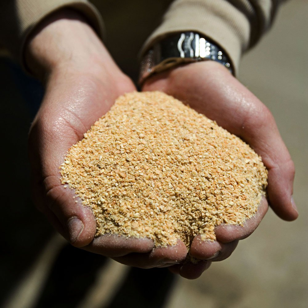 HadlTaylor's tweet photo. Animal Feed Ingredients: 

🌱 Soybeans are a powerhouse protein source in animal feed, boosting growth and productivity in livestock. As a renewable and versatile crop, soybeans are essential for sustainable farming! #Soybeans #AnimalFeed #CAO24 https://t.co/GOKhkgKYSF