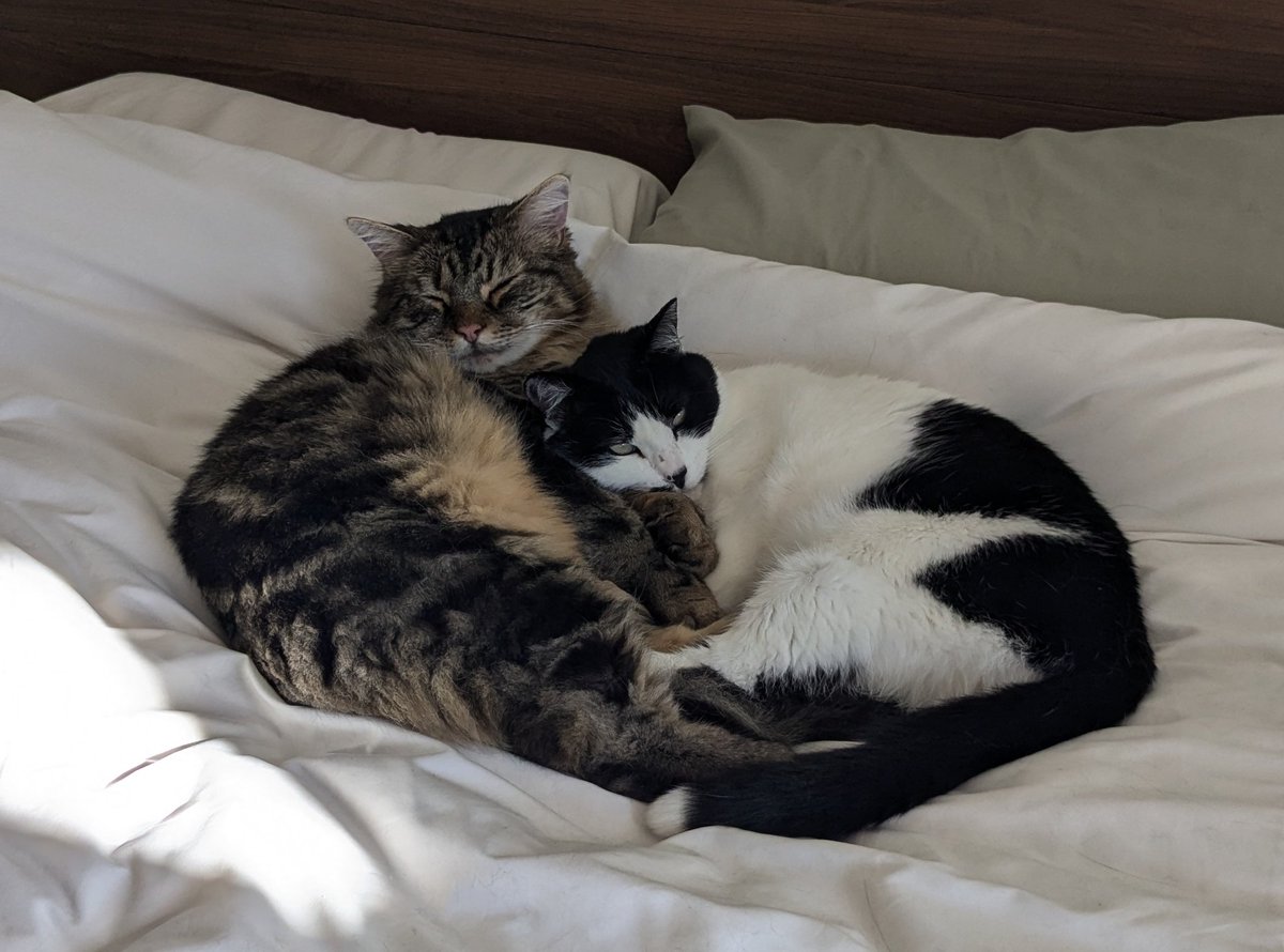 mor_trisha's tweet photo. Houston, we have snuggling!! 😻😊 Happy #Caturday! https://t.co/nRhfOSHFQ4
