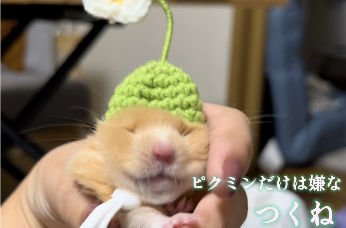 tsukune_kawaii_'s tweet photo. https://t.co/84ExIFC462