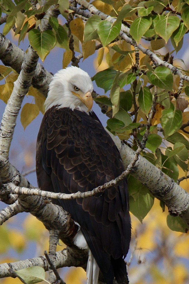 jw2008SS00's tweet photo. American Bald Eagle fall Boise river #Boise #birdphotography #birders #birds #birdwatching #birding #wildlife #wildlifephotography #baldeagle https://t.co/2cBWVgFaFC