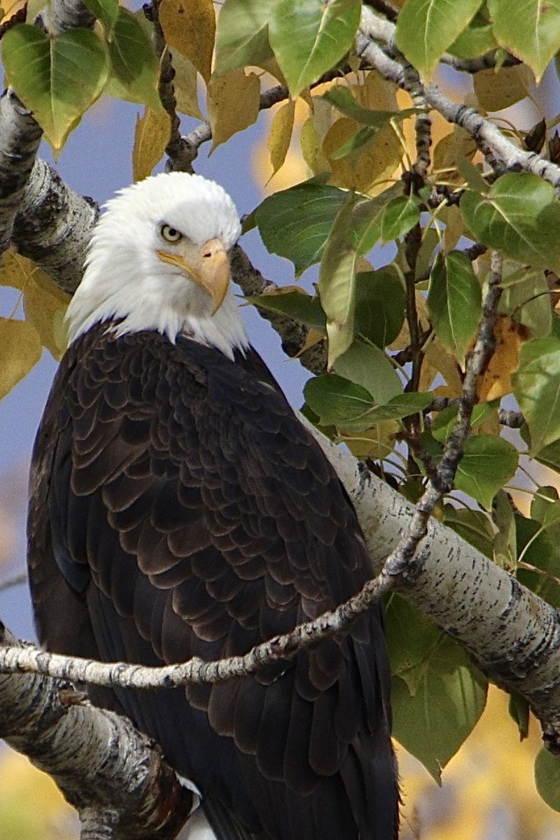 jw2008SS00's tweet photo. American Bald Eagle fall Boise river #Boise #birdphotography #birders #birds #birdwatching #birding #wildlife #wildlifephotography #baldeagle https://t.co/2cBWVgFaFC