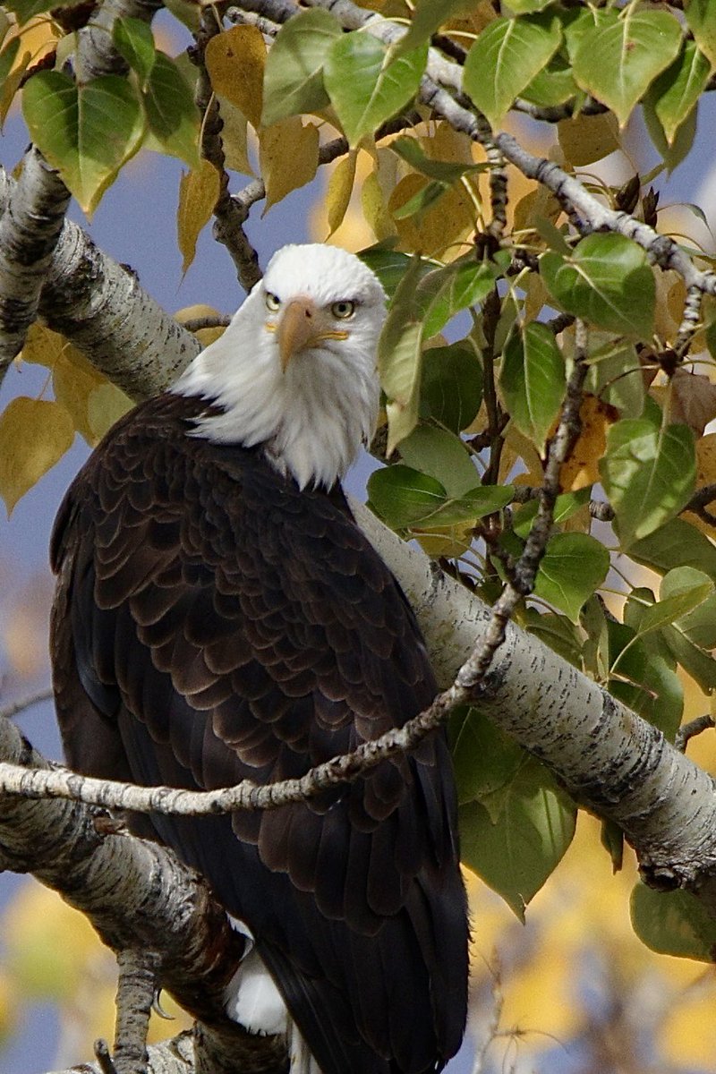 jw2008SS00's tweet photo. American Bald Eagle fall Boise river #Boise #birdphotography #birders #birds #birdwatching #birding #wildlife #wildlifephotography #baldeagle https://t.co/2cBWVgFaFC