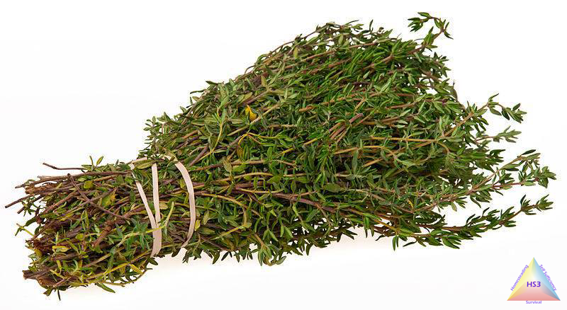 SubRosaMagick's tweet photo. Health Benefits Of Thyme
Thyme For A Healthy Heart and Chronic Inflammation Thyme is one of the best herbs for chronic inflammation in the body and is a powerful anti-inflammatory. Chronic inflammation is one of the leading causes of heart disease, which thyme protects against.
Thyme For Preventing Contamination and Decontaminating Previously Contaminated Foods Research shows that thyme contains materials that can both prevent contamination and decontaminate previously contaminated foods. These studies were published in the February 2004 issue of Food Microbiology. Researchers found that thyme essential oil was able to decontaminate lettuce inoculated with Shigella, an infectious organism that causes diarrhea and can also cause significant intestinal damage. The studies also showed that washing fruits and vegetables in a solution containing thyme essential oil at the very low concentration of just 1% resulted in dropping the number of Shigella bacteria below the point at which they could be detected. Scientists are currently using this research to develop natural food preservatives. Try adding thyme to your next salad or vinaigrette to enhance and help ensure your produce is safe to eat.
Thyme Is Nutrient Rich Thyme is packed with nutrients that aid the body and keep it strong and healthy. It is high in Vitamin K, iron and manganese. Thyme also contains a variety of flavonoids, including apigenin, naringenin, luteolin, and thymonin . Antioxidants protect the body from oxidative stress and damage and prevent cancer, heart disease and accelerated aging. Thymol is the primary volatile oil constituent of thyme and has amazing health effects. In numerous studies of aging in rats, thymol was found to protect and significantly increase the percentage of healthy fats found in cell membranes and other cell structures. In particular, the amount of DHA (docosahexaenoic acid, an omega-3 fatty acid) in brain, kidney, and heart cell membranes was increased after dietary supplementation with thyme.
Thyme for Healthy Skin A study done in England at Leeds Metropolitan University showed that thyme was superior at fighting off the bacteria that causes acne along with being a gentle solution for use on the skin because of thyme’s anti-inflammatory properties.
Thyme As A Bacteria Fighter Thyme’s amazing antibacterial properties make it one of the best herbs to fight off all forms of bacteria and infection. Thyme has been shown in numerous studies to fight fungi and e.coli. Lab studies have shown that thyme oil extract was powerful against antibiotic-resistant strains of many different forms of bacteria.
Thyme As A Wound Healer Throughout history thyme was placed on bandages to promote healing of wounds and to ward of infections.
Thyme For An Effective Mouthwash and Mouth Ulcers Thyme makes an excellent solution for gargle and mouthwash and is used in numerous solutions to protect against dental decay. It is also very effective against laryngitis, sore throats, plaque formation, mouth sores, tonsillitis and bad breath.
Thyme for Healthy Bones Thyme contains 60% of the recommended daily value of Vitamin K and is a good source of calcium, iron and manganese which are essential to excellent bone health and growth and aid in preventing bone disease and weakness in the body structure.
Thyme for Respiratory Problems Thyme has been used for centuries to treat all manner of respiratory ailments and is one of the best herbs to treat the underlying causes. Nip coughs and bronchitis from the onset by brewing up a batch of thyme tea. Simply steep a few thyme leaves in hot water and drink to treat all forms of respiratory ailments.
Thyme For Easing Depression and Menstrual Cramps Thyme works as a tonic and stimulates the nervous system. It alleviates nervous disorders and prevents nightmares, depression, nervous exhaustion, melancholy and insomnia. It has also been shown to alleviate menstrual cramps significantly. Ancient Greek temples were documented to have burned thyme incense to ward off depression and clear the mind.
Not only is thyme effective against premature aging of the body, but prior to the invention of the refrigerator thyme was even used to keep foods from spoiling. It has also been used to treat muscle pain and chronic fatigue giving an energy boost to the body and mind.
~Homesteading Self Sufficiency Survival
#Herbalism