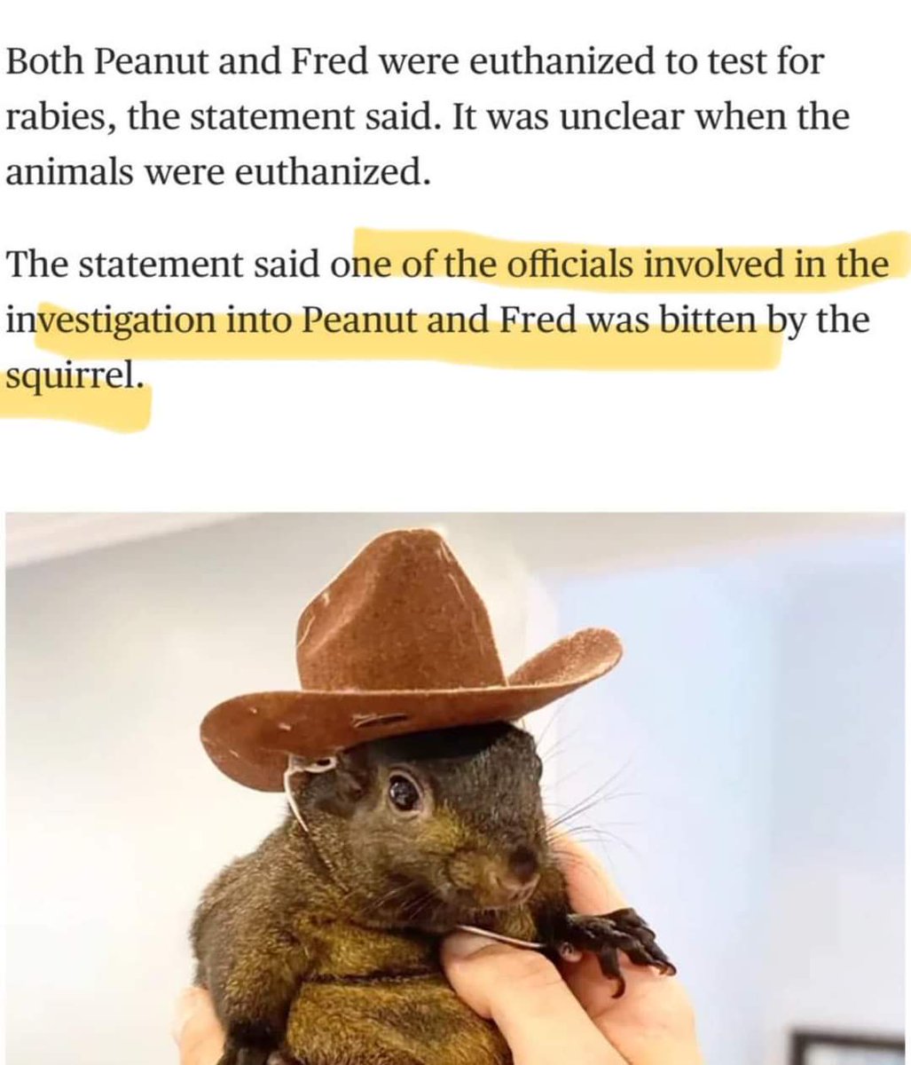 JDMacRoberts's tweet image. Without government, who would protect us from squirrels in cowboy hats? #RIPPeanut #Peanut #JusticeForPeanut