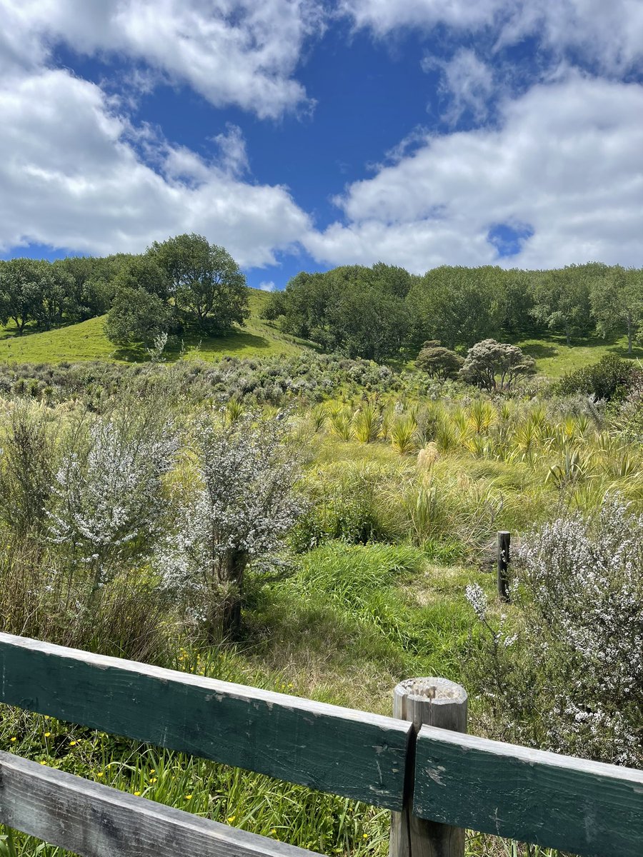 Simona_X71's tweet photo. Our Sunday hike done!๐ฅด๐ฉ๐
๐
Absolutely shattered, itโs definitely beer oโclock now!๐๐ฝ๐ป๐๐๐คฃ #bushwalk #seaviews #farmland #aucklandcity https://t.co/7ziEPivqgW