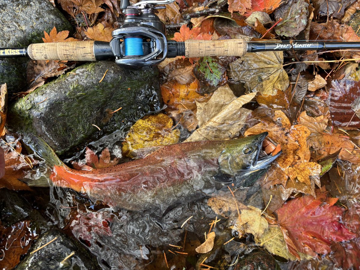 R__fishing's tweet photo. 最高すぎたぁぁぁぁ!初めての屈斜路湖遠征!!無事釣ることが出来て良かった! #ヒメマス #屈斜路湖 #DearMonster #MX6 https://t.co/o0qPmb8jvJ