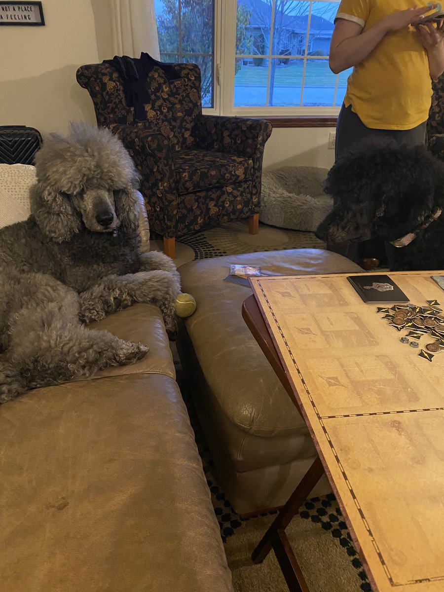 ServiceDogStory's tweet photo. “Cor… Cor, throw my ball - the humans won’t.” https://t.co/WxEKzBY2WZ
