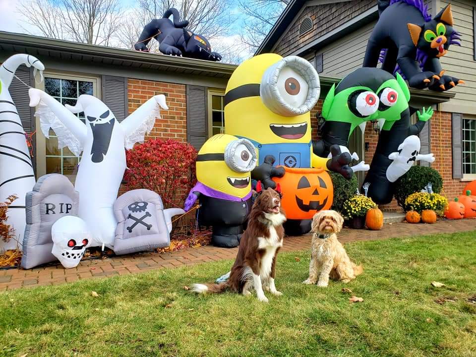 AgilitywAmanda's tweet photo. Some fun Halloween memories with Winnie and Joey the Muppet checking out neighbourhood decorations ๐๐ป๐งโโ๏ธ
#halloweendogs #dogphotos #dogswithhalloweendecorations #funwithdogs https://t.co/nd8IuhXIzu
